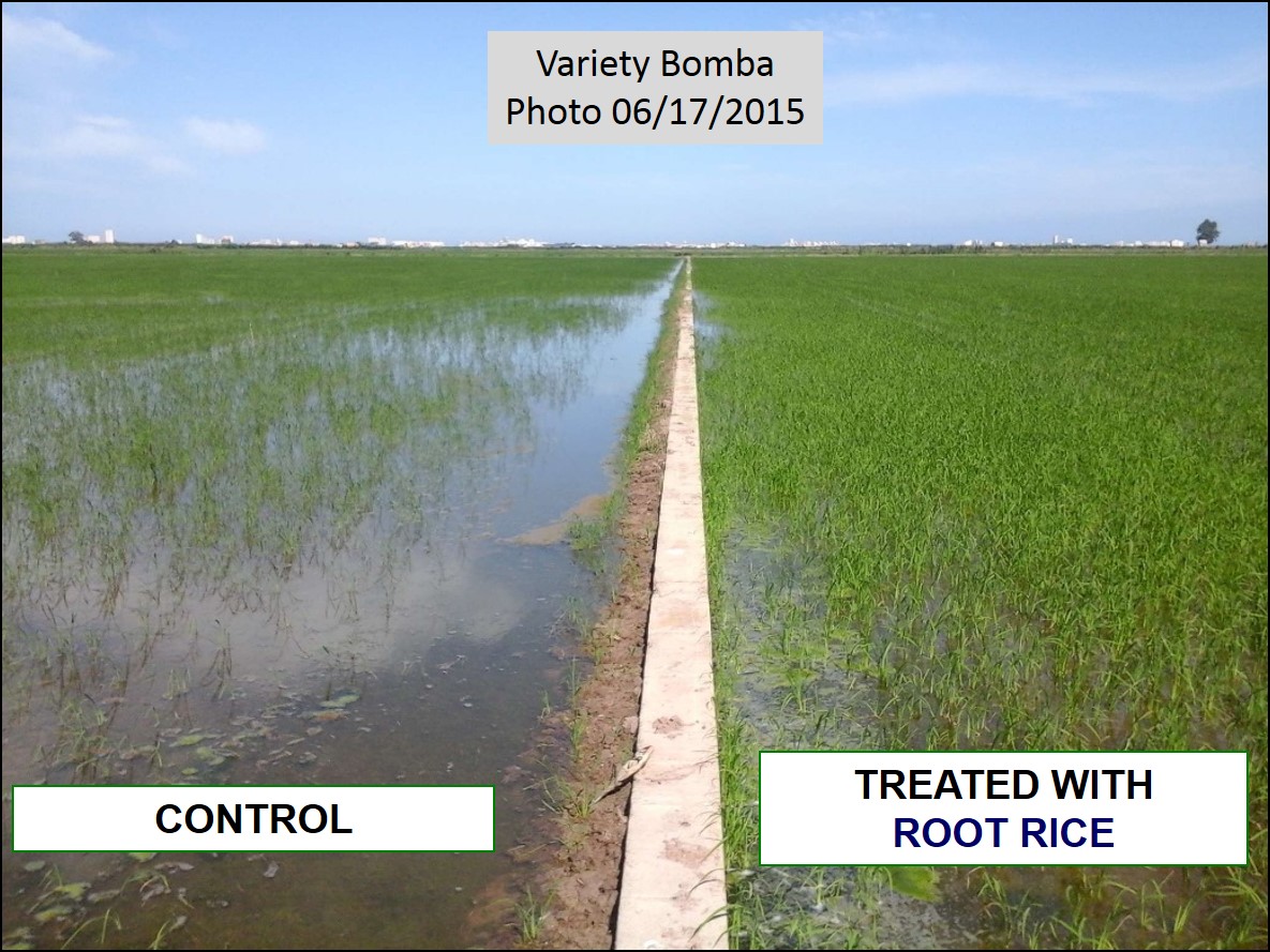 Comparation of rice plants treated with ROOT RICE and Control